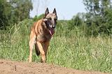 MALINOIS 816